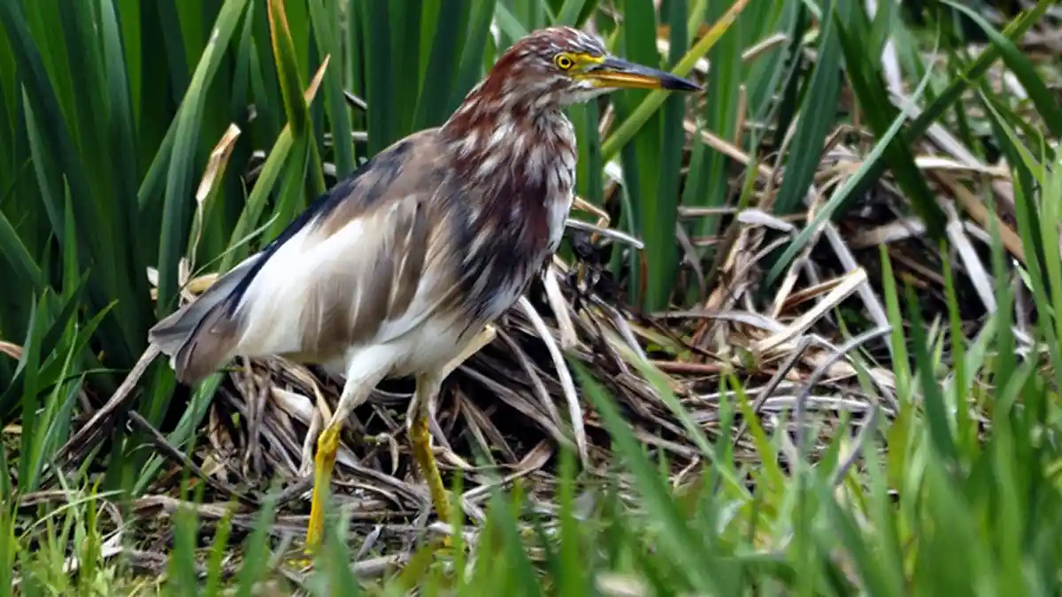 Burung Langka Akagashirasagi dari Indonesia Muncul di Kyoto