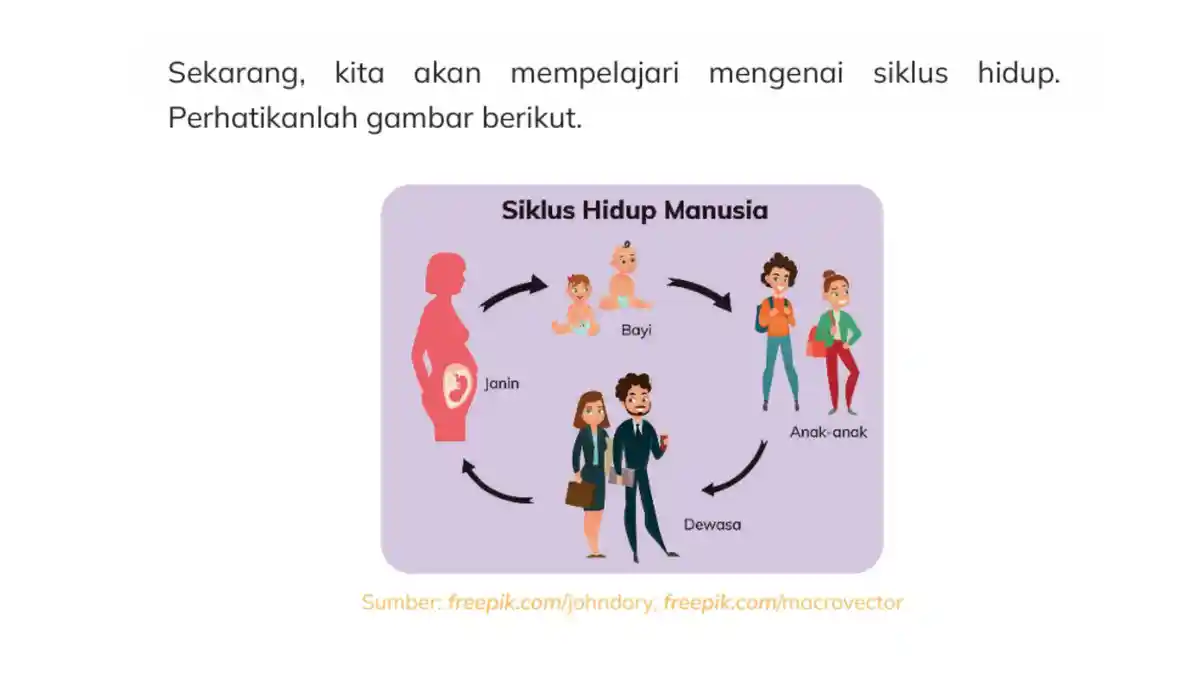 Kunci Jawaban IPAS Kelas 3 Halaman 31 Kurikulum Merdeka, Siklus Hidup Manusia