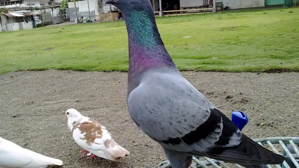Viral Pengendara Tabrak Merpati Dituntut Rp 1,25 Juta, Pehobi Burung: Ada yang Mau Ditukar Avanza