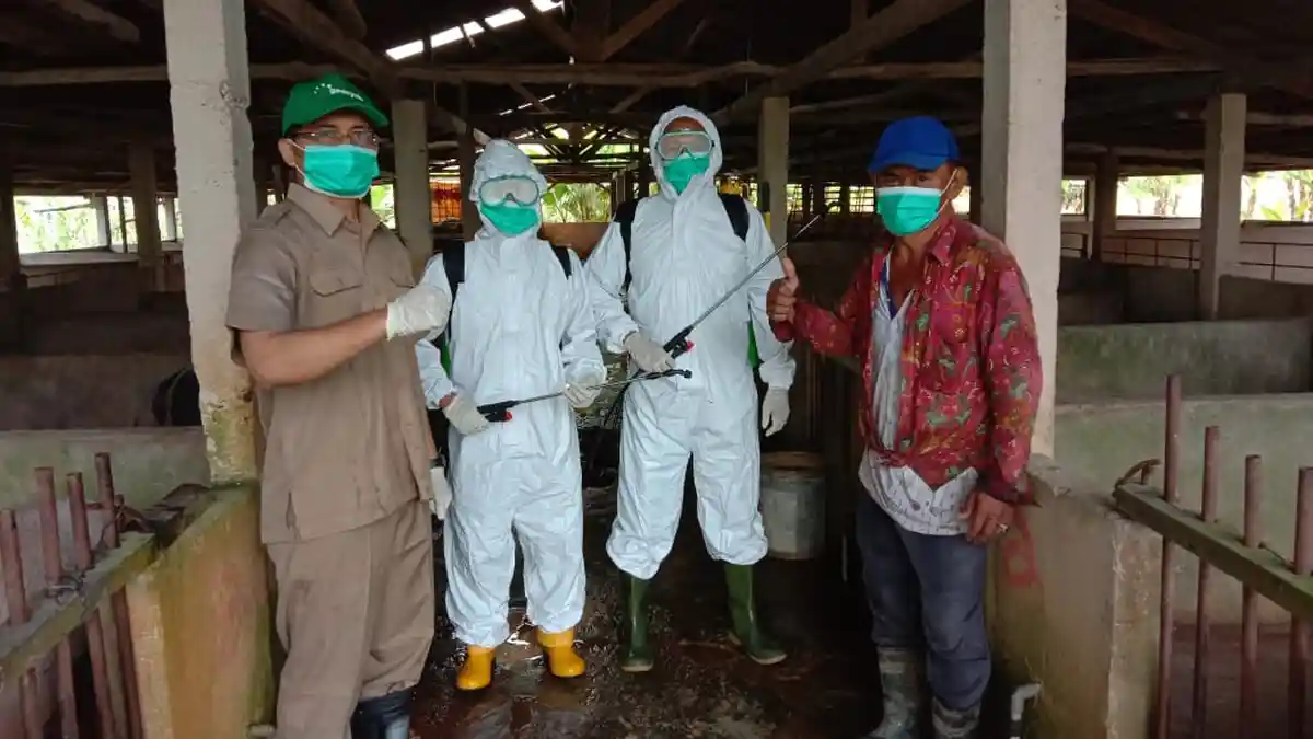 Ternak Babi Jadi Perhatian Pemkab Bintan, Ambil Sampel Darah Cegah Penularan Penyakit ke Manusia