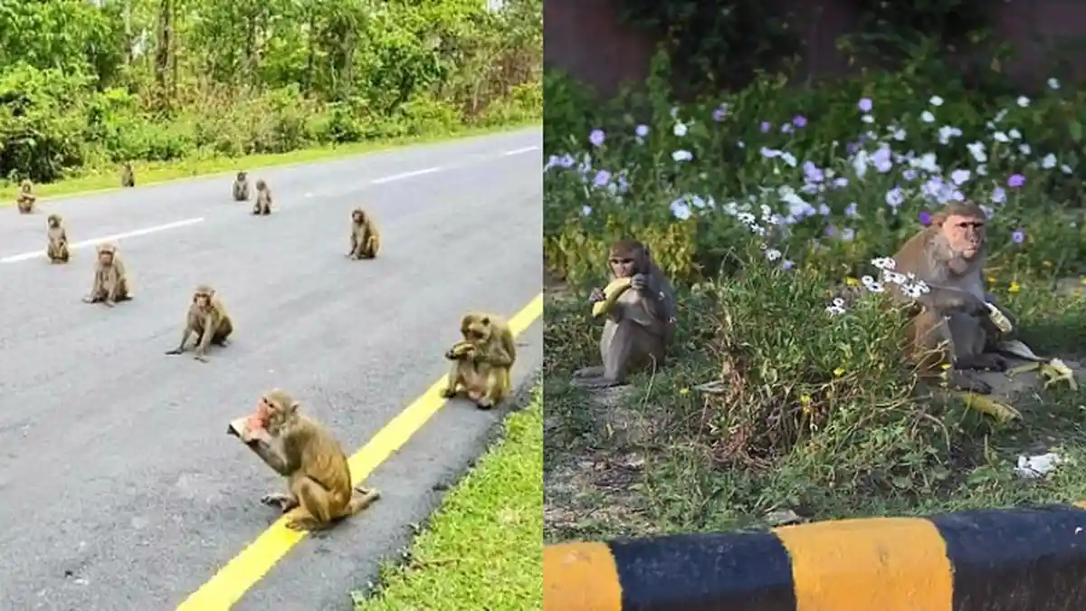 MALU, AH! Masa Manusia Kalah Sama Monyet? Betapa Tertib Hewan-hewan Ini Jaga Jarak Demi Cegah Corona