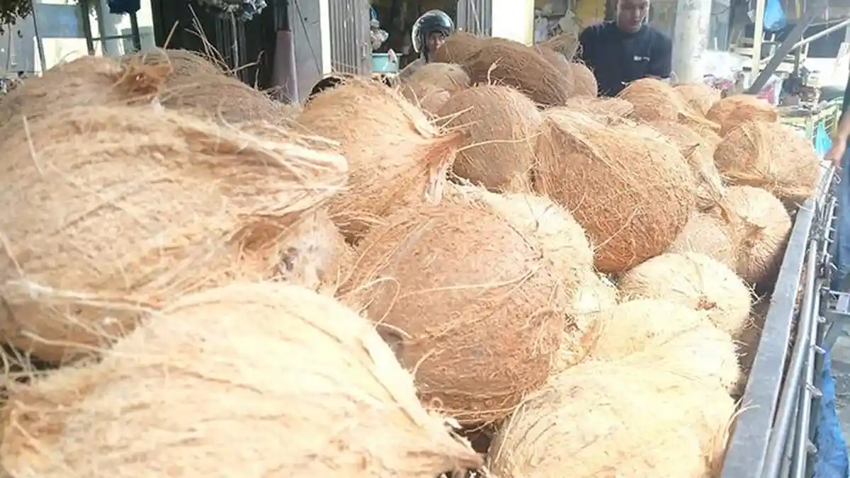 Harga Kelapa di Abdya Stabil, Kelapa Gongseng Turun Rp 10 Ribu Per Kg