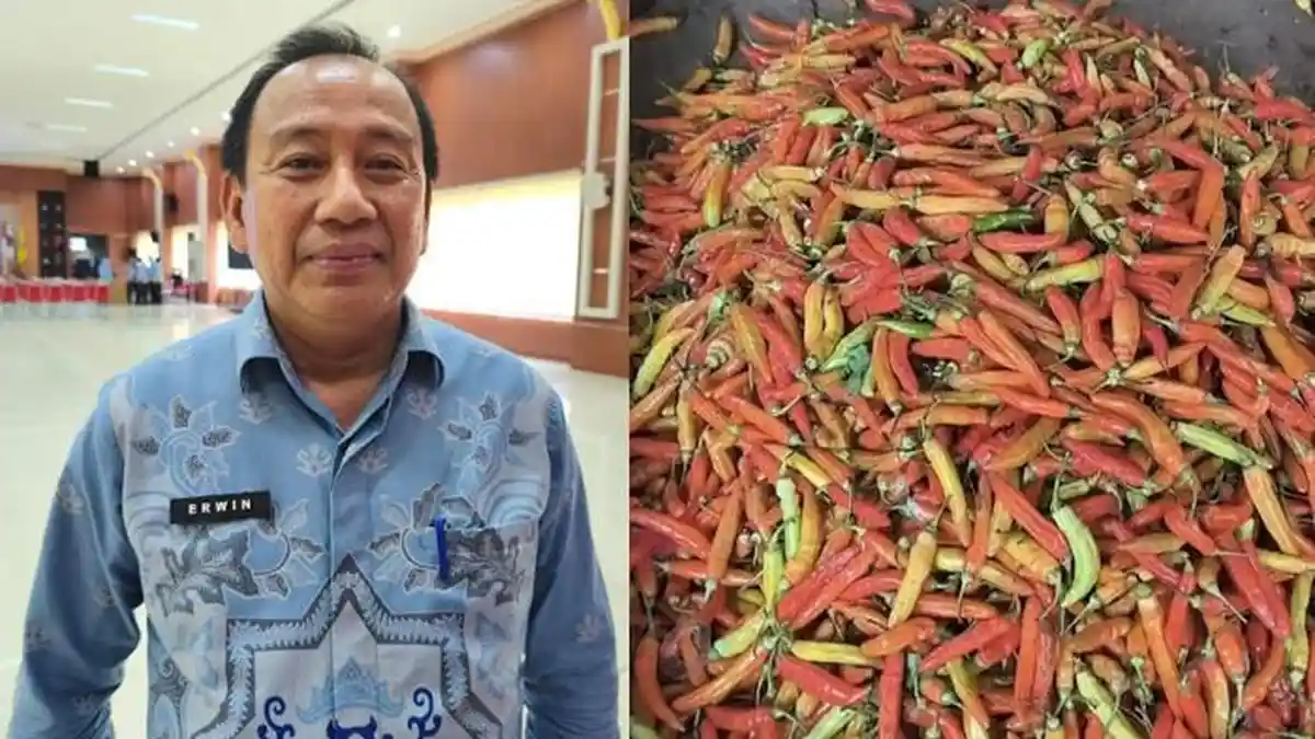 Disdag Sebut Kenaikan Cabai hingga Telur di Bandar Lampung Belum Ganggu Stabilitas - Tribunlampung.co.id