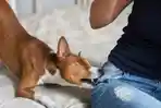 Lansia 66 Tahun di Surabaya Digigit Anjing, Pemiliknya DPO Polda Jatim Ancam Bakar Rumahnya