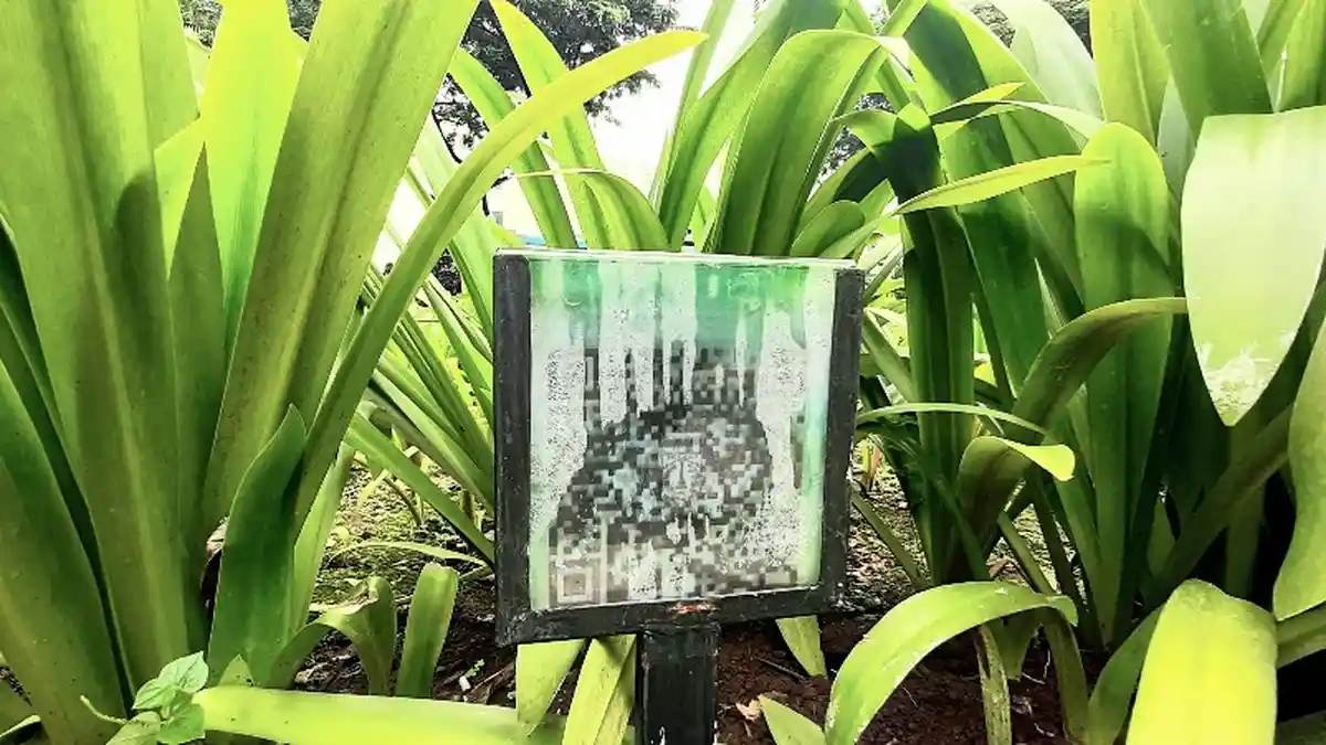 Diguyur Air Hujan, Barcode Tanaman di Jalan Sudirman Luntur dan Tak Bisa Diakses Menggunakan Scanner