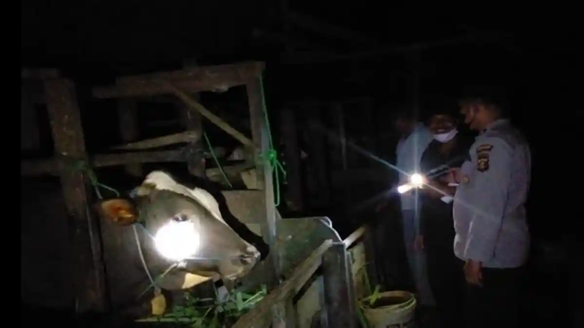 DPKH Kaltim Telusuri Kedatangan 13 Ternak yang Terindikasi PMK di Paser pada Masa "Lockdown"