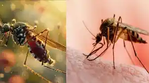 apa-itu-virus-Oropouche.jpg