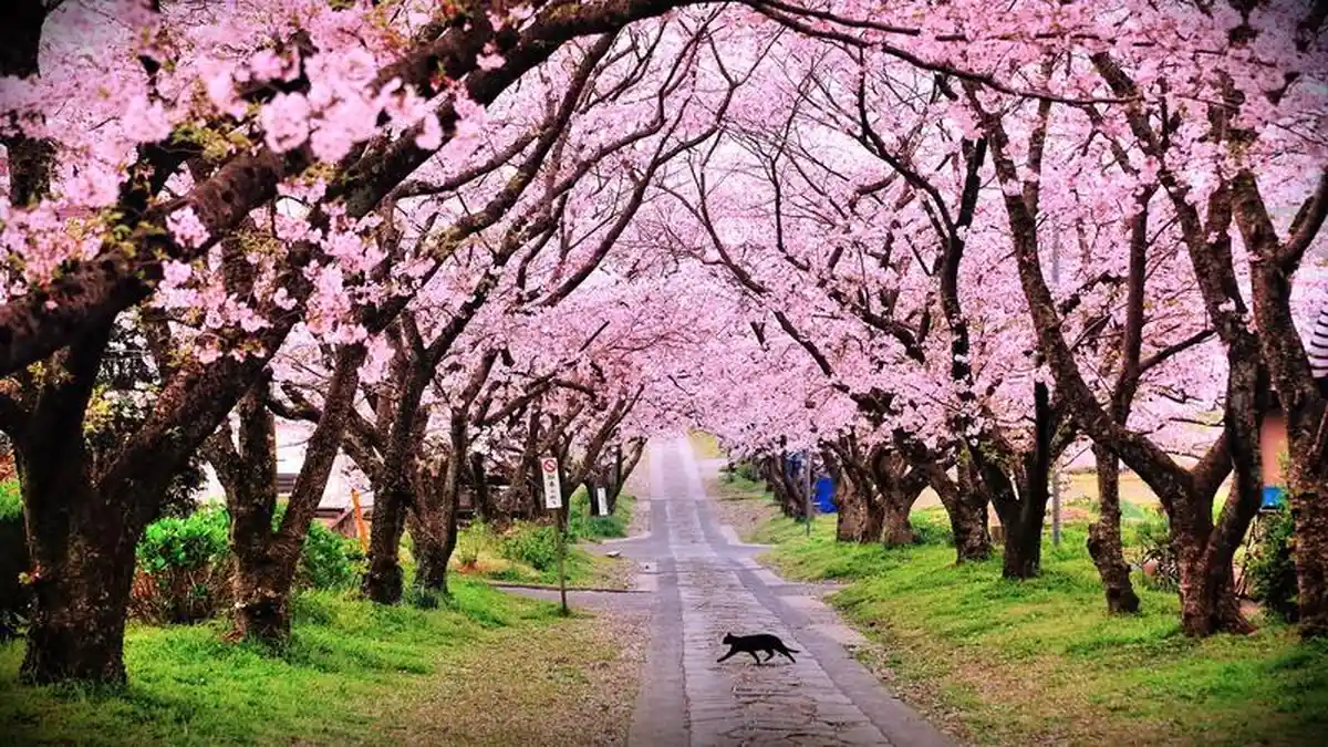 Tak Perlu ke Jepang, Ini 5 Taman Bunga Sakura Keren di Indonesia
