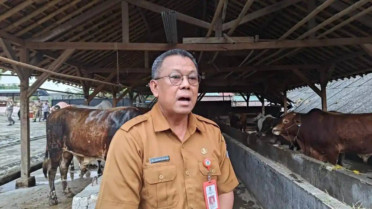 Waspada, DPKP Kabupaten Tangerang Temukan Dua Hewan Kurban yang Terindikasi Kena PMK