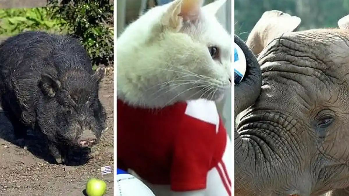 Dari Babi sampai Gajah, Inilah 4 Hewan 'Peramal' Hasil Laga Piala Dunia 2018