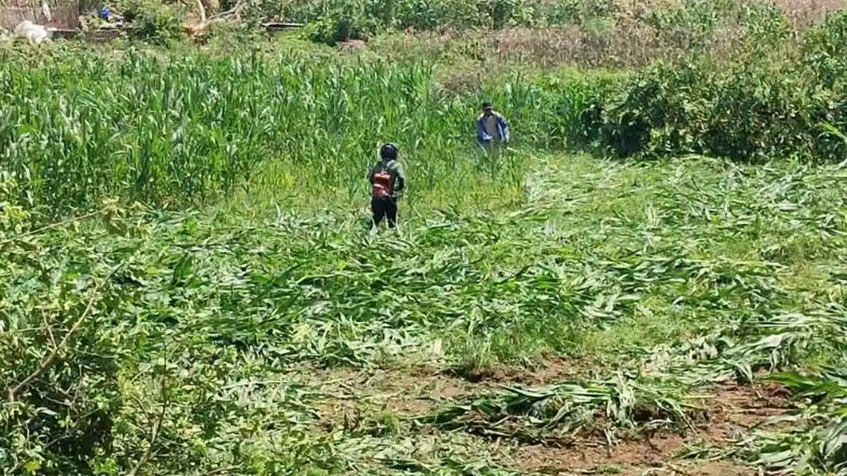 Tak Cuma Eksekusi Rumah, Pengadilan Negeri Sidikalang Juga Bongkar Ladang Pertanian di Siempat Nempu