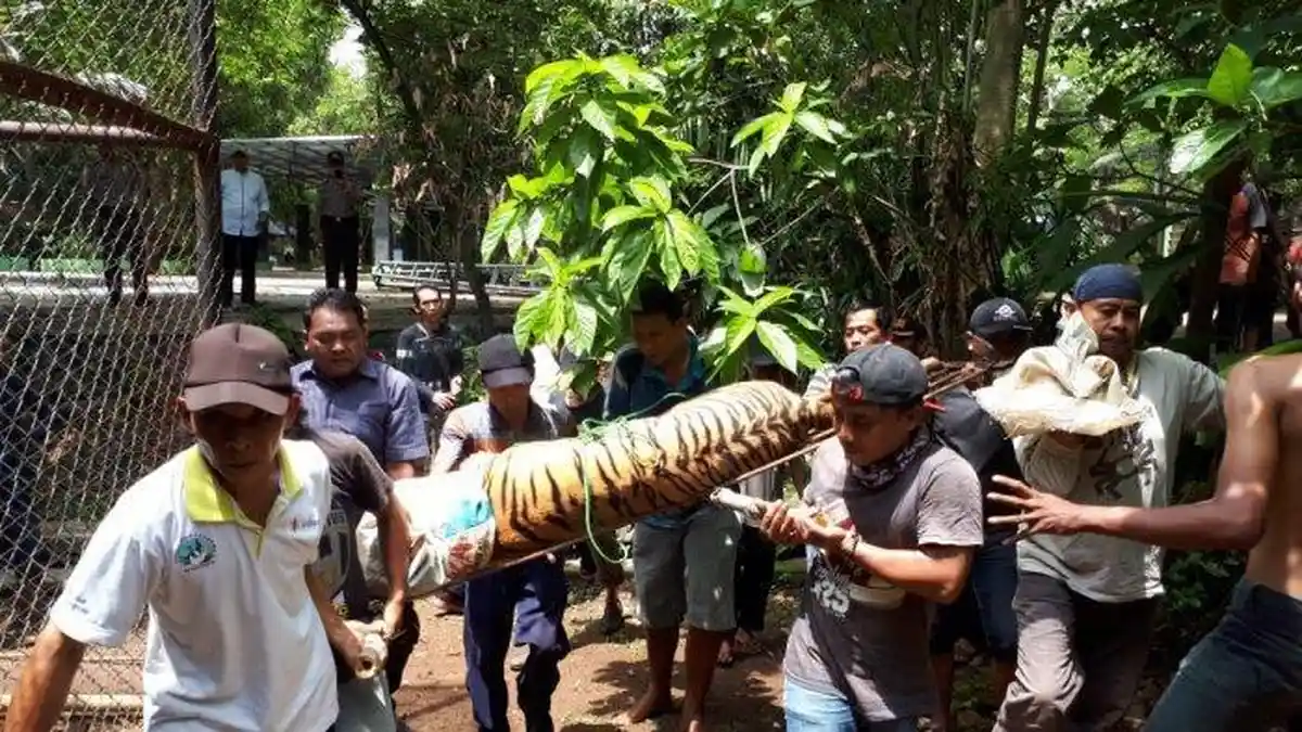 Harimau Benggala yang Lepas dari Kandang di Kebun Binatang Semarang Akhirnya Ditembak