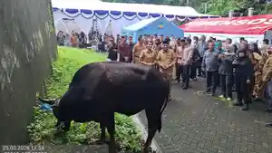 sapi-kurban-prabowo-untuk-ternate.jpg
