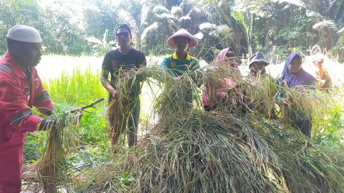 Ade Kojim Pemanen Padi Pertama di Pulau Tomia Wakatobi, Selama Ini Jadi Nelayan