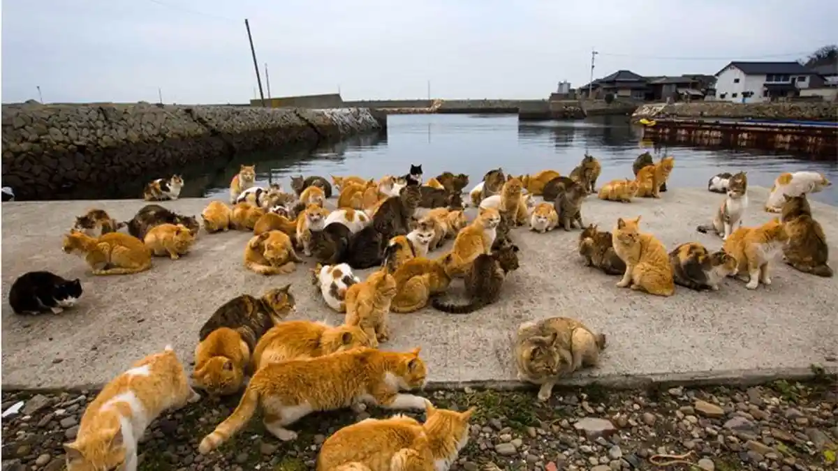 Penginapan Pulau Aoshima Jepang Ini Siap Ajak Anda Tinggal Bareng Kucing