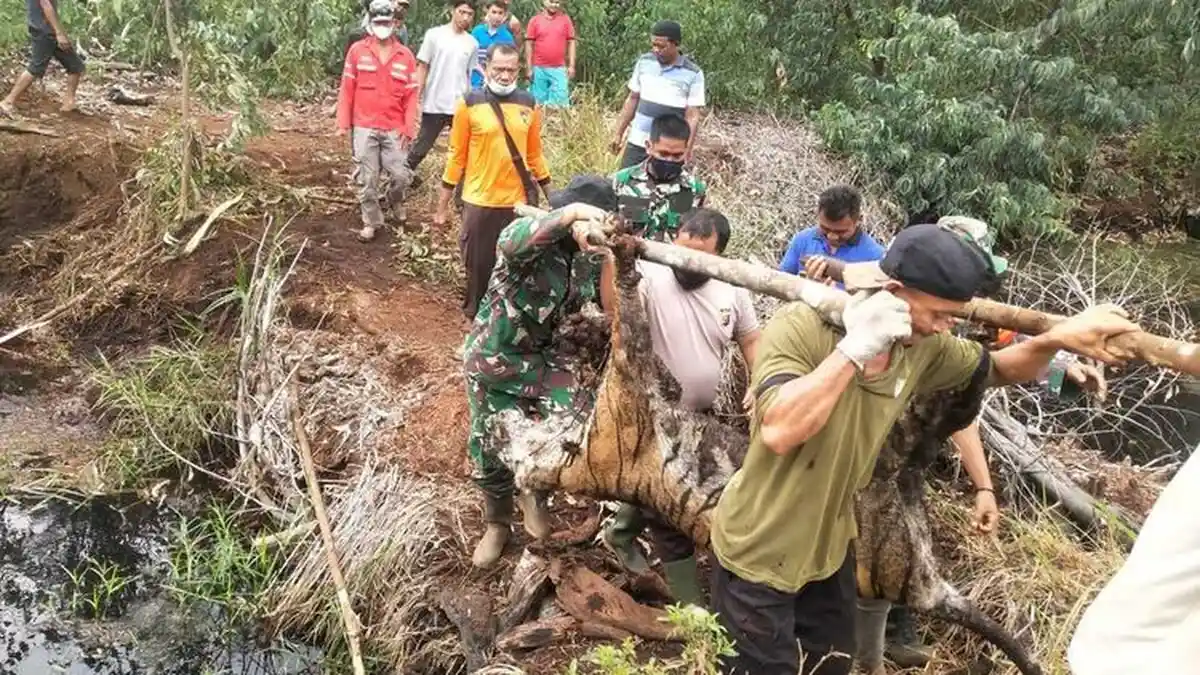 Harimau Sumatera Ditemukan Mati Terjerat di Areal Hutan Produksi Konversi