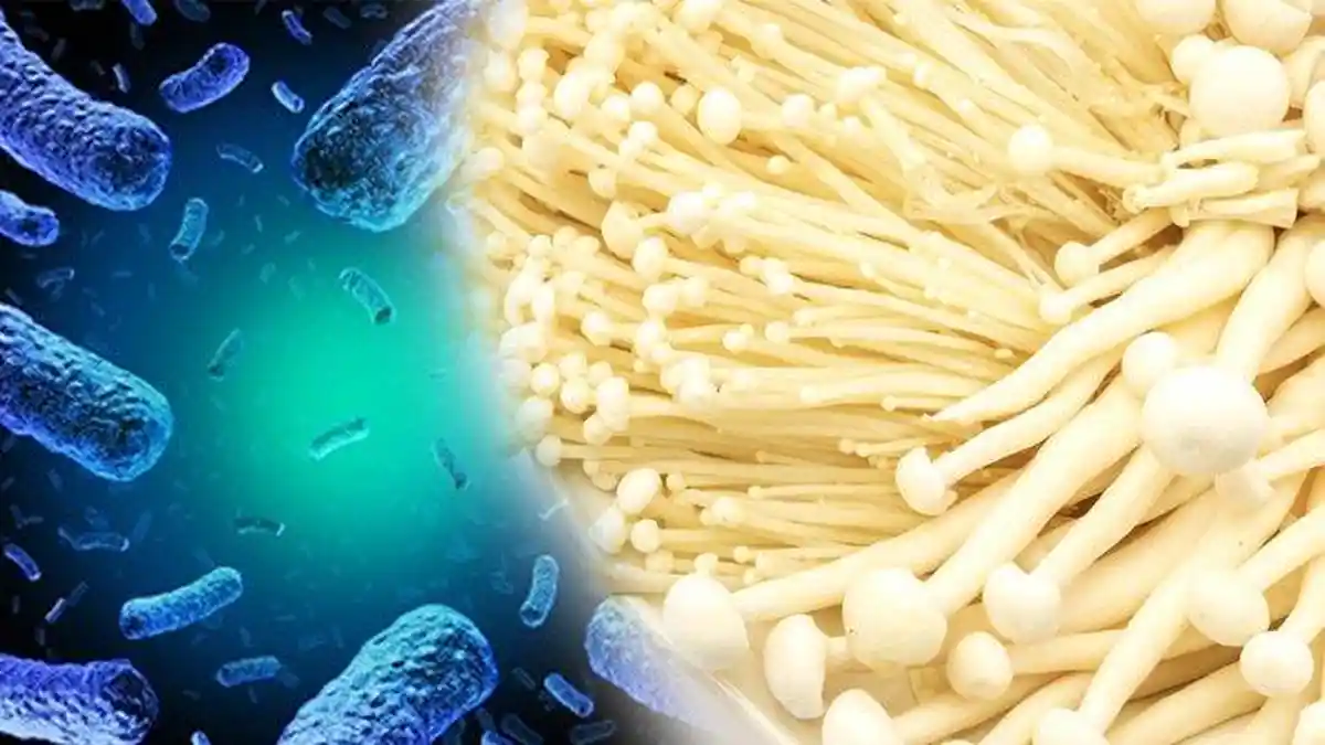 Tak Hanya di Jamur Enoki, Bakteri Listeria Bisa Ditemukan di Berbagai Tempat Ini