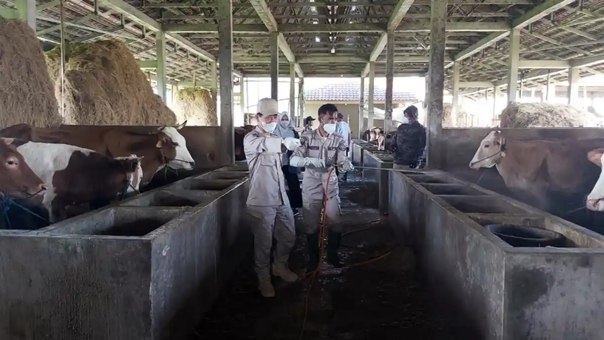 Penyemprotan Disinfektan Kandang Komunal Makin Dintensifkan, Jelang Iduladha di Karanganyar