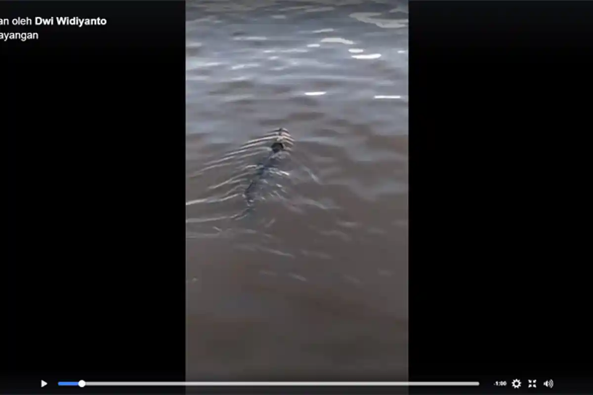 Heboh, Penampakan Buaya di Sungai Dekat Jembatan Kapuas