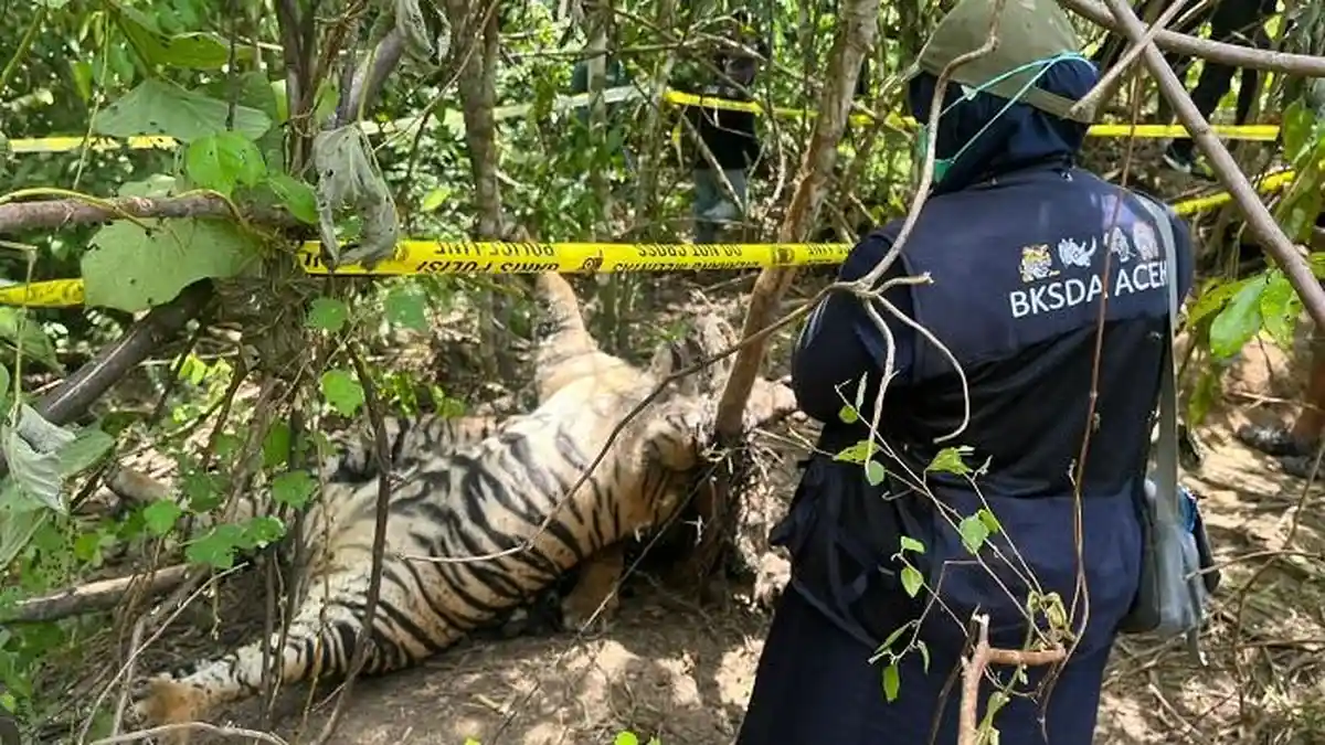 BKSDA Aceh: Tiga Harimau Sumatera Mati Kena Jerat di Kabupaten Aceh Timur