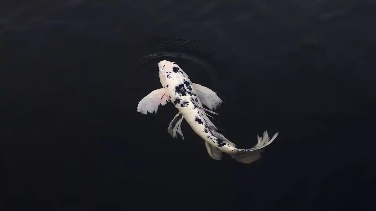 Arti Mimpi Ikan Koi, Pertanda Baik