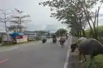 Kerbau-ganggu-pengguna-jalan-melintasi-jalan-nasional-di-Jl-S-Hasanuddin-Majene.jpg