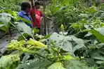 Harga Cabai Kota Malang Tembus Rp100 Ribu, Petani Lesanpuro Cemas Digempur Hama dan Cuaca Ekstrem