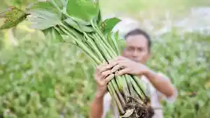 Inovasi-Eceng-Gondok-Binaan-Pertamina-Patra-Niaga-Kilang-Plaju-Raih-Penghargaan-Emas-di-Thailand.jpg