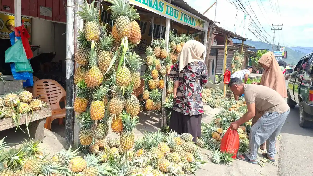Panen Raya, Nanas Pegasing jadi Serbuan Wisatawan di Momen Pacuan Kuda HUT ke-80 RI