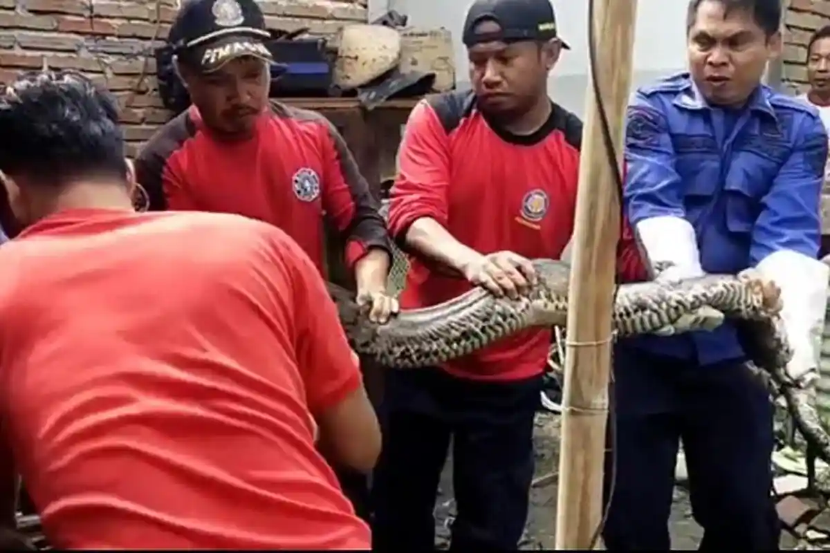 Tertangkap Jaring Nelayan di Waduk Batujai Lombok Tengah, Ular Piton Dievakuasi ke BKSDA