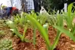 Penghijauan di Jalur Pedestrian Jalan Jendral Sudirman