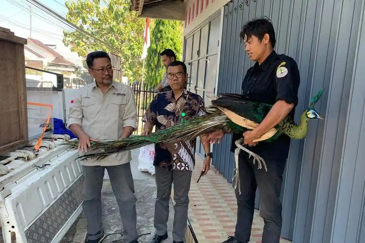 Ternyata Dilindungi, Nusantara Edu Park Lepas Dua Merak Hijau Yang Dirawat 2 Tahun ke Alam