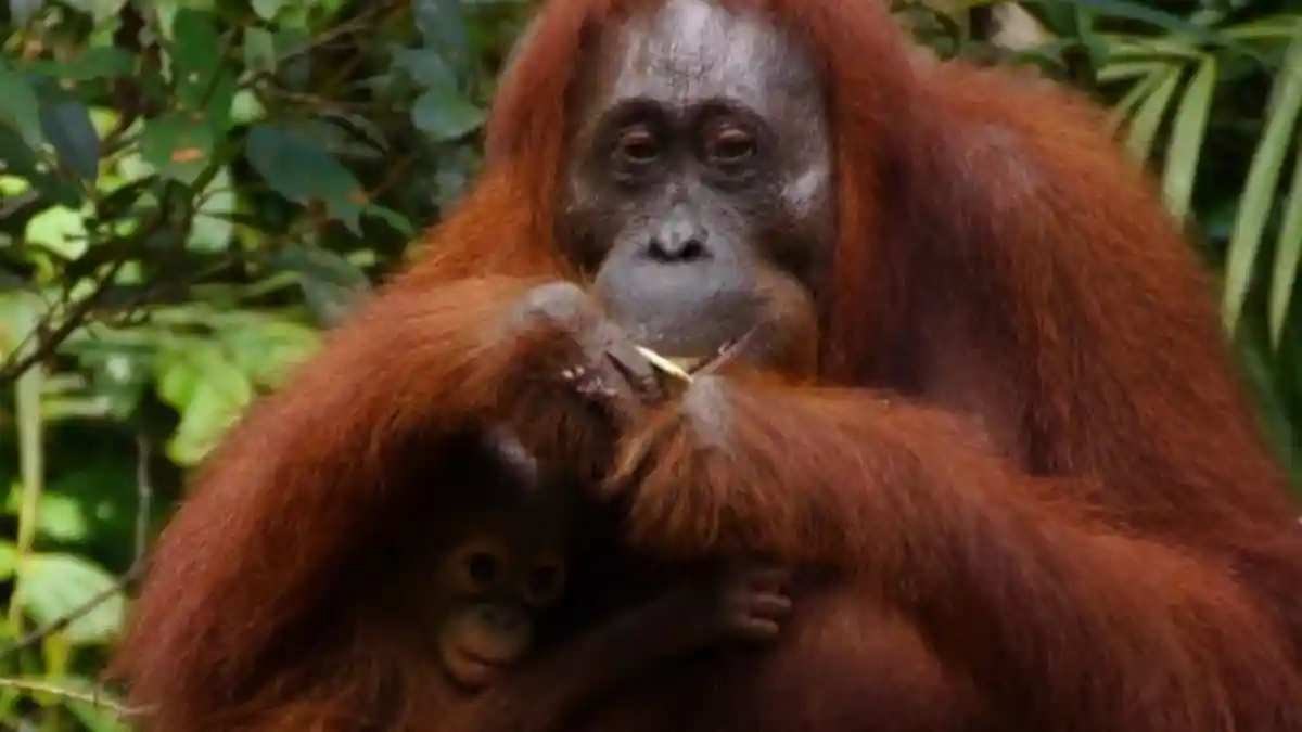 Hampir 2 Jam Lamanya Petugas BKSDA Evakuasi Cut Mey, Orangutan yang Ditemukan Dekat Pemukiman Warga