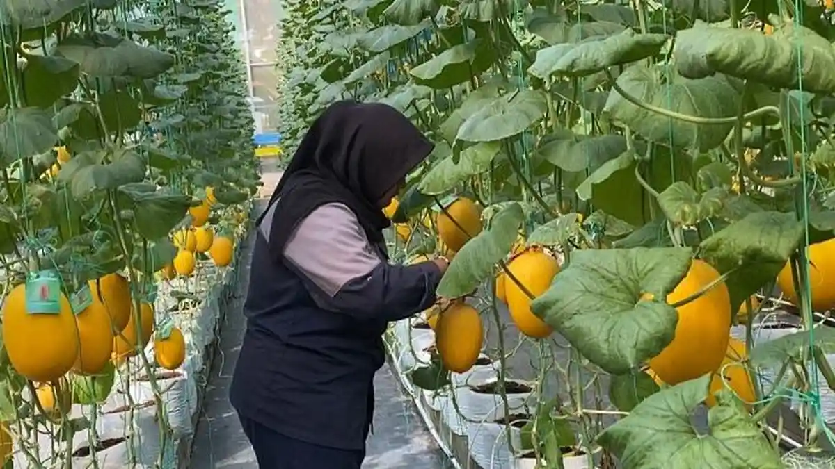 Kebun Melon SMKN1 Pandak, Ruang Belajar dan Tumbuhnya Harapan Akan Lahirnya Petani Muda Modern