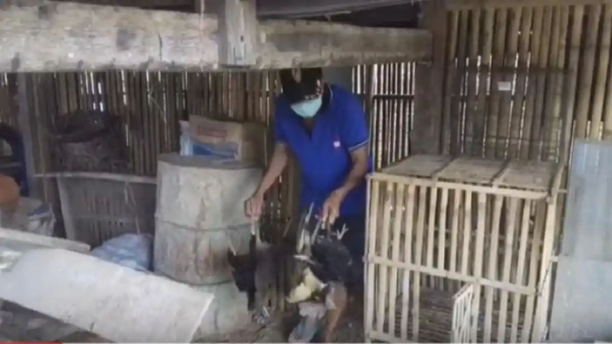 Warga Biru Bone Resah, Puluhan Ayam Mati Mendadak