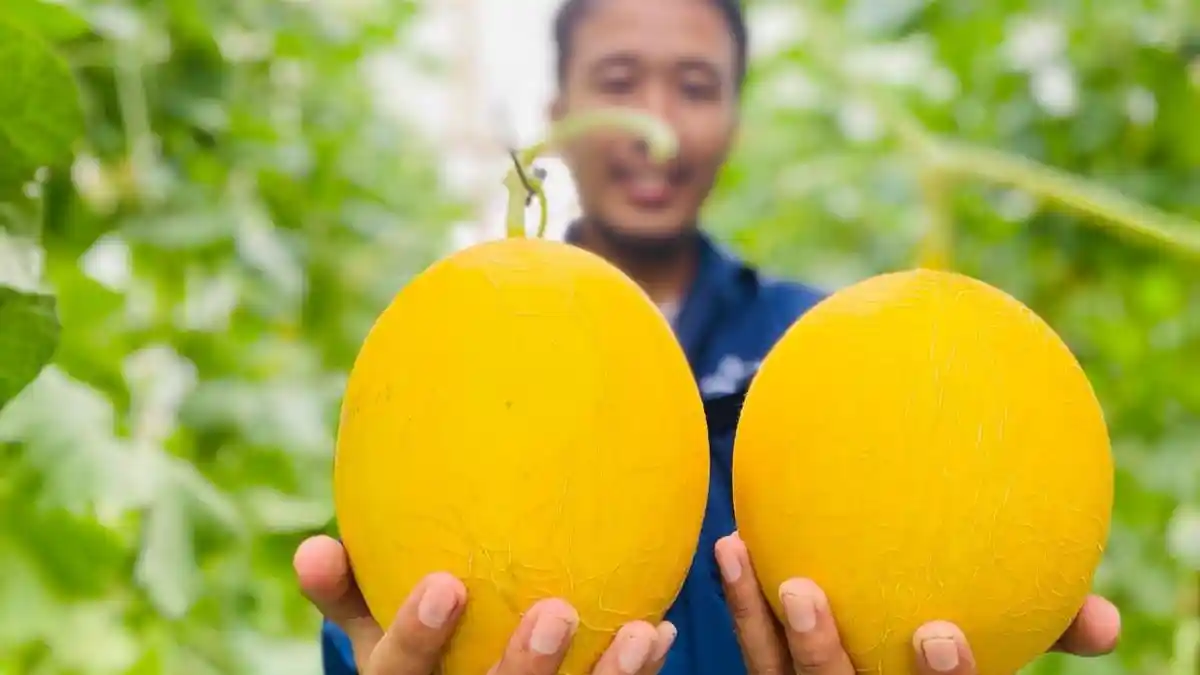 Gebyar Petik Melon Premium Desa Kalisapu Tegal, Ada 5 Varian, Segini Harganya per Kilogram
