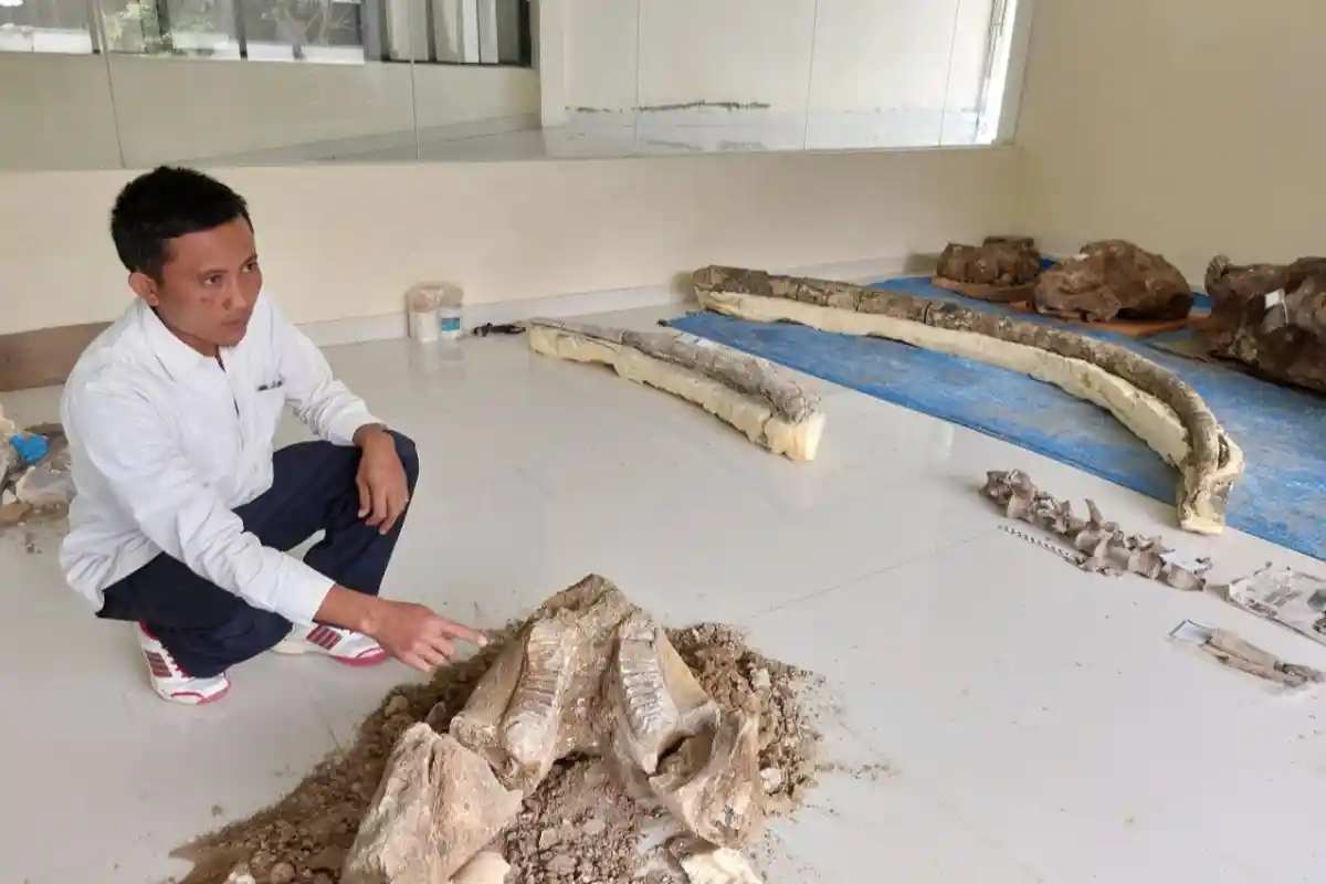 Penemu Fosil Gajah Purba di Karanganyar Dapat Kompensasi dari Pemerintah