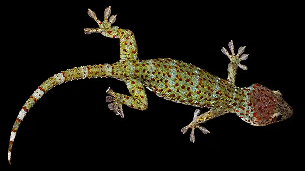 ARTI Mimpi Melihat Tokek Mati, Waspada Pertanda Buruk Akan Datang Dalam Hidup