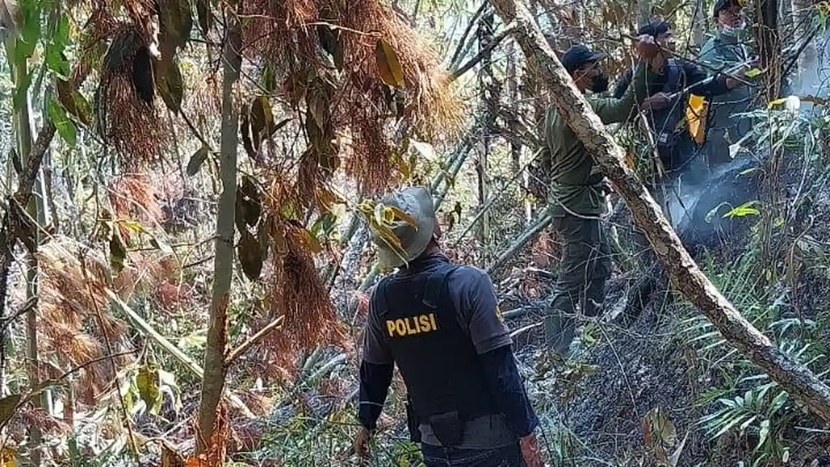 Dini Hari Tadi, Hutan di Buntu Barana, Toraja Utara Terbakar, Polisi Selidiki Pelaku Pembakaran