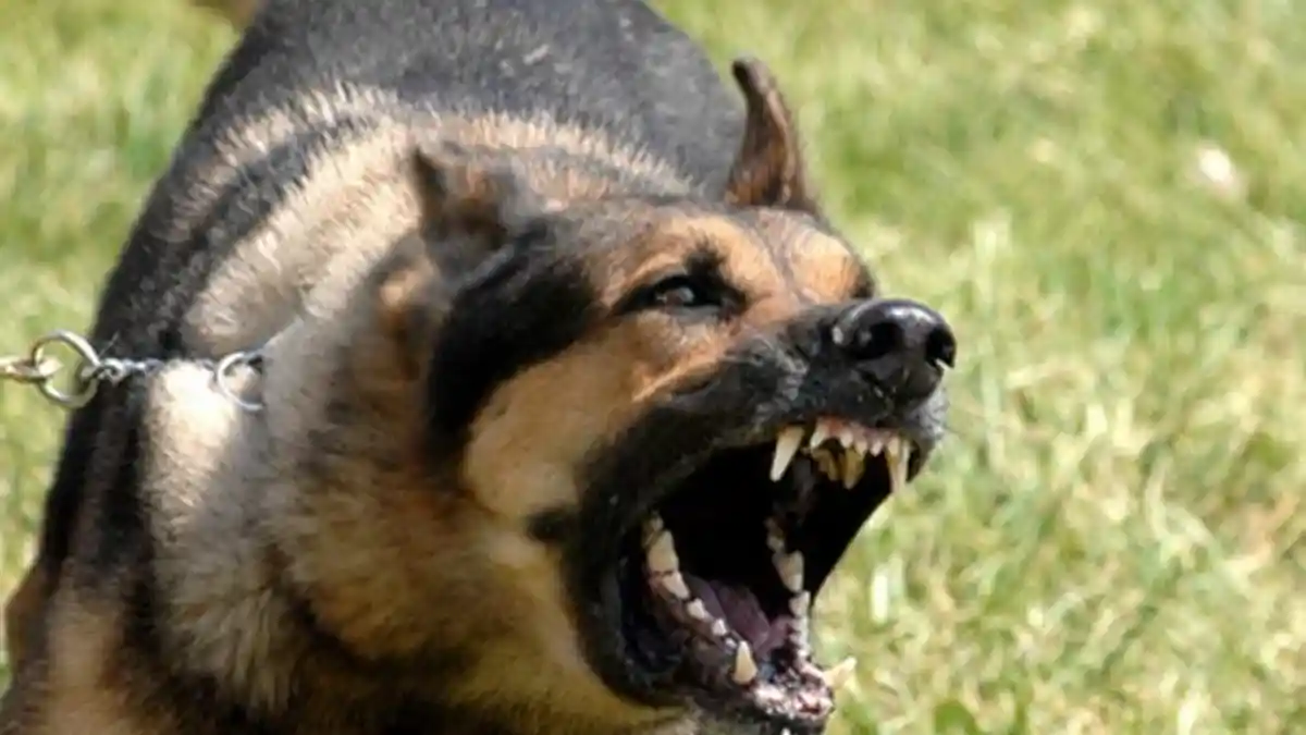 Penjahat Ini Gigit Anjing Polisi yang Menemukan Tempat Persembunyiannya