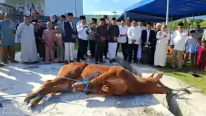 Pemprov-Maluku-Utara-sembelih-hewan-kurban-presiden.jpg