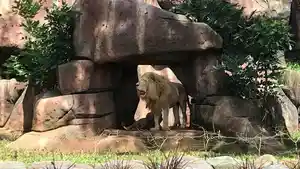 20260217_SINGA-Singa-salah-satu-satwa-baru-di-Taman-Safari-Batang.jpg
