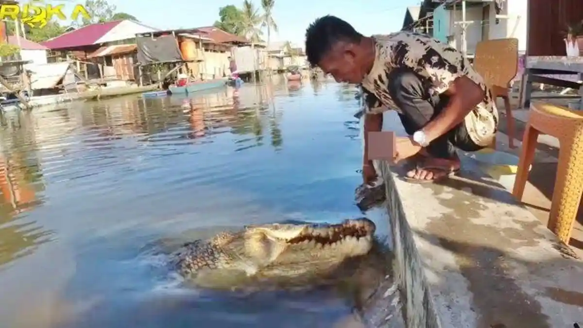 Alasan BKSDA Tangkap dan Evakuasi Buaya Riska 'Jinak' dengan Pak Ambo, Ternyata Permintaan Warga