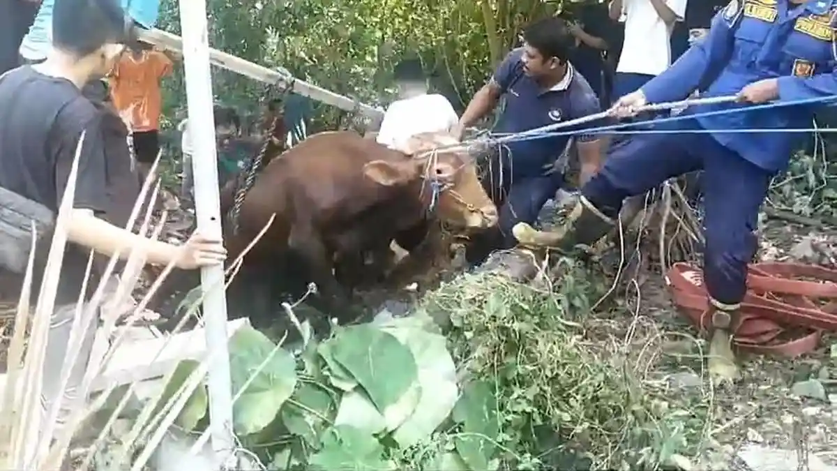 Sapi Kurban di Gresik Ngamuk Tali Pengikat Putus Berakhir Masuk Parit. Petugas Damkar Evakuasi  