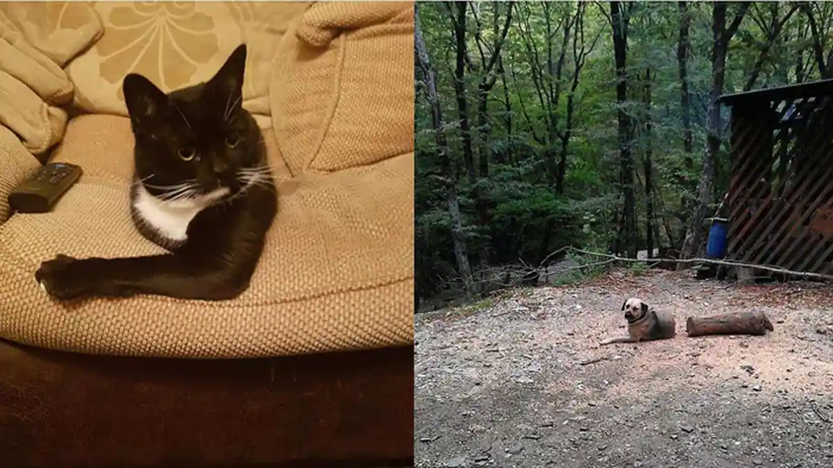 Kucing Tanpa Badan hingga Anjing Terbelah, Lihat 9 Ilusi Optik Ini Sukses Bikin Gagal Paham!