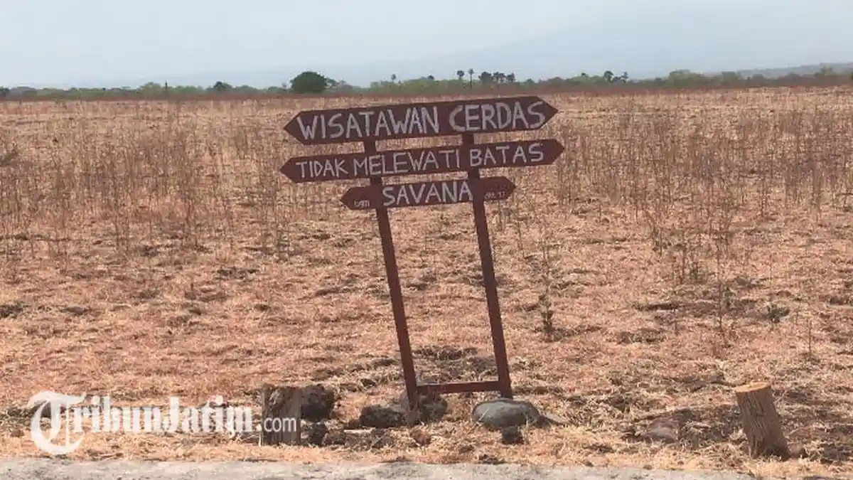 Kabar Gembira! Taman Nasional Baluran Kembali Buka, Wisatawan dari Luar Jatim Wajib Rapid Test