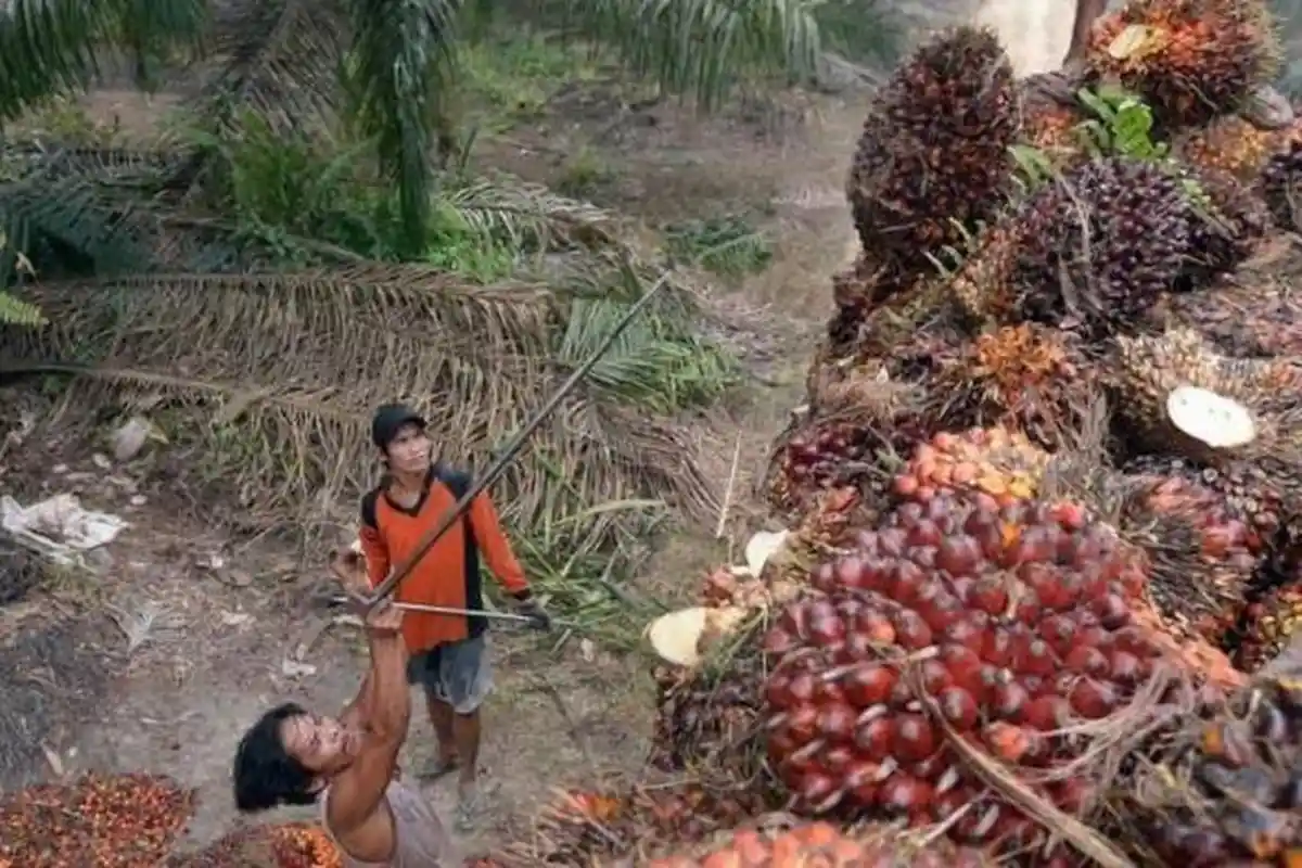Kebun Sawit Sitaan Negara Akan Dikelola Koperasi Merah Putih