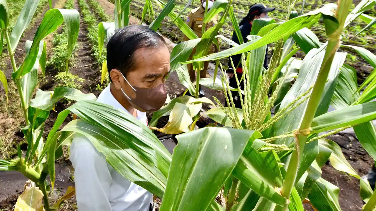 Jokowi Makan Jagung Rebus Bareng Puan di Pinggir Jalan