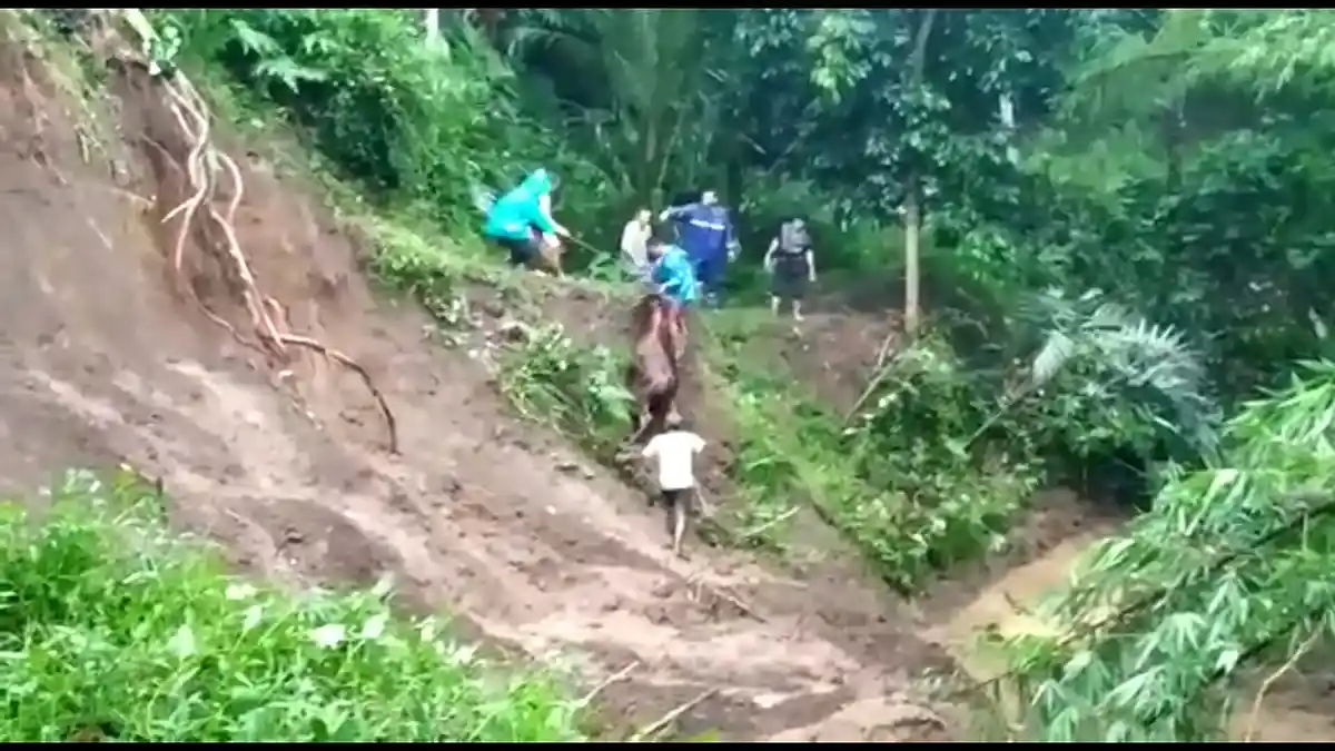 Kisah Heroik Warga Selamatkan Sapi Terseret Longsor di Desa Kincang Banjarnegara