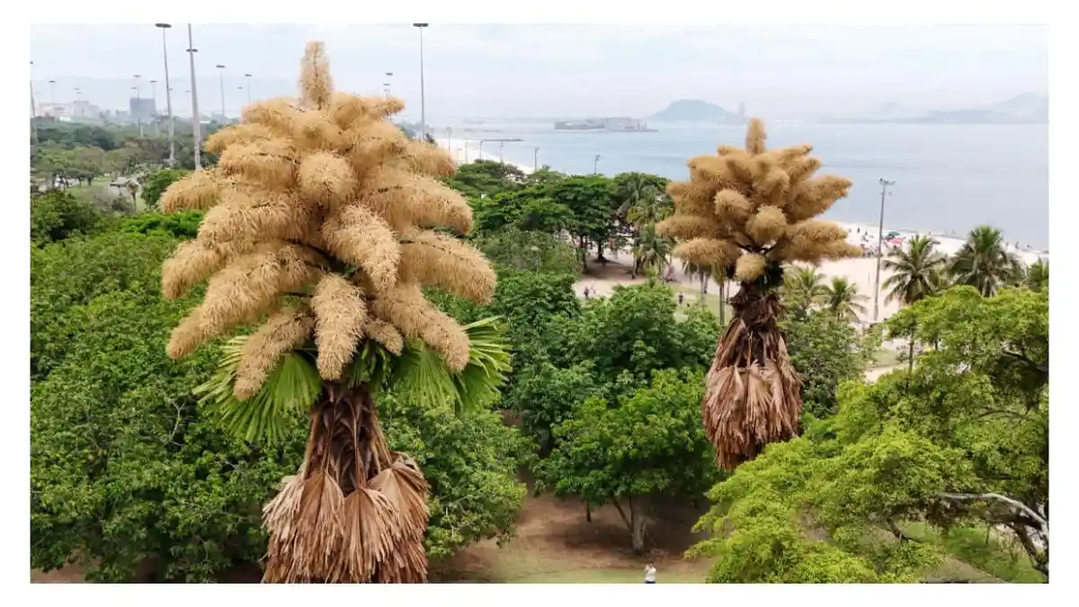 Fenomena Langka Menghebohkan Warga: Pohon Palem Unik di Rio de Janeiro ...